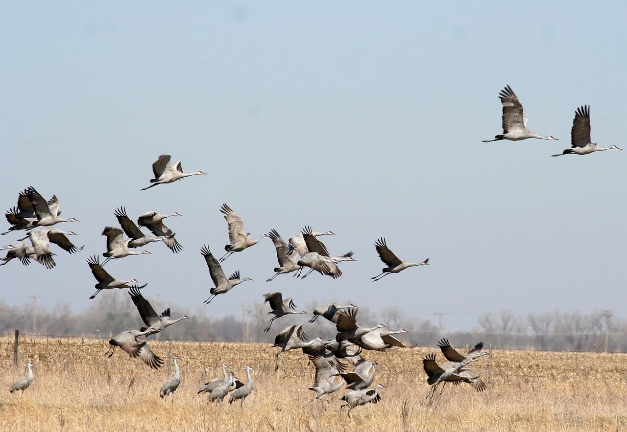 birdwatching