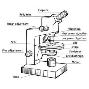 Microscope Parts: What Does The Condenser Do On A Microscope?