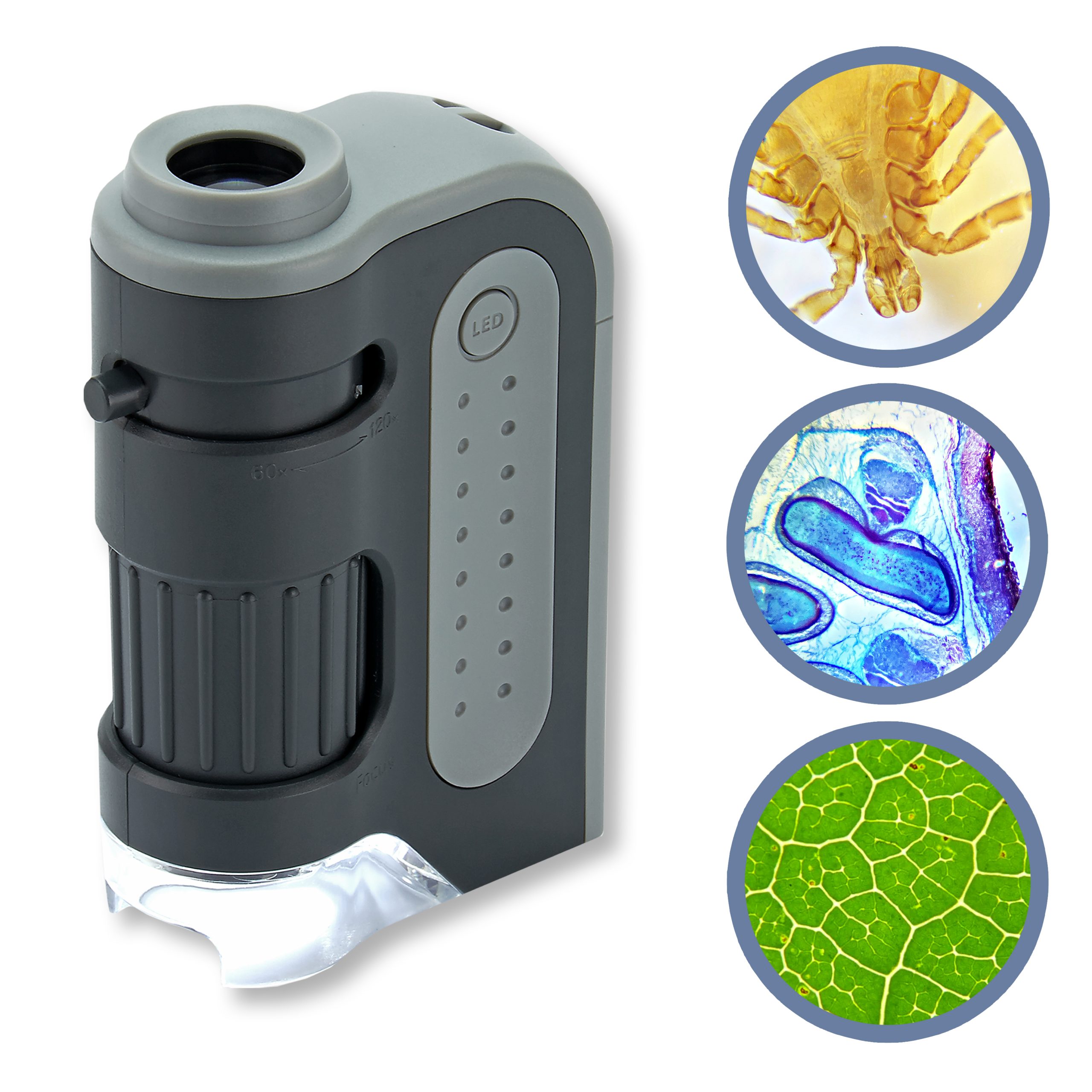 Carson MicroBrite Plus MM-300 60x-120x pocket microscope